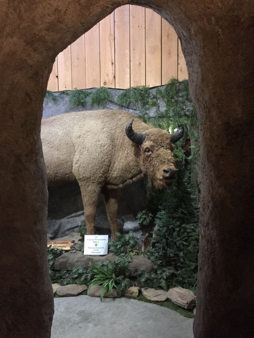 Terre des bisons discovery center